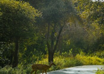 animal crossing new leaf starting island