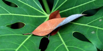 pokemon leaf green map